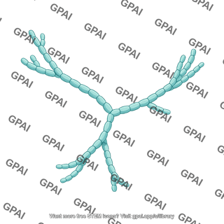 Streptomyces