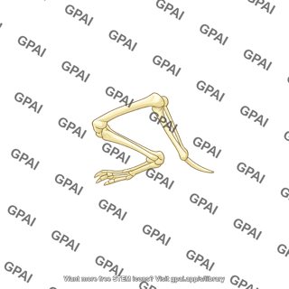 Rat leg bones lateral view