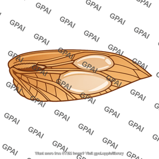 Field cricket wing normal