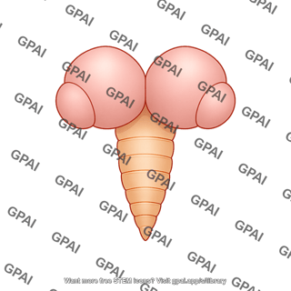 Drosophila brain larval