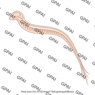 Mouse cns lateral to coccygeal nerves