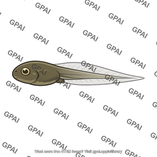 Hyla tadpole