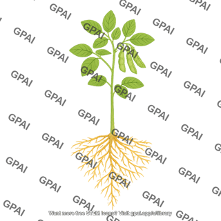 Soybean plant v7 with roots