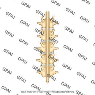 Rat vertebrae spinal column dorsal