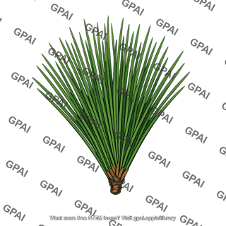 Longleaf pine needle cluster