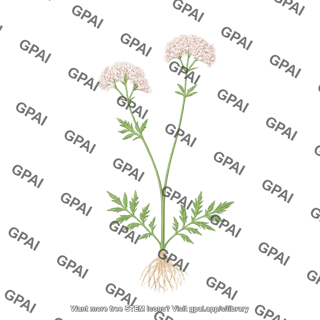 Valerian valeriana officinalis