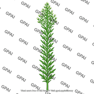Horseweed plant
