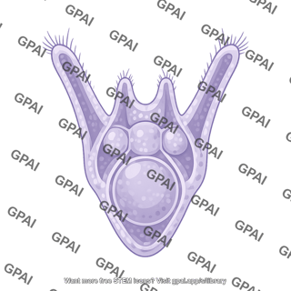 Sea urchin embryo pluteus dorsal