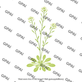 Arabidopsis