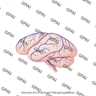 Mouse brain lateral with veins