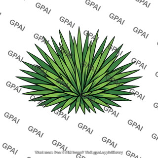 Yucca rosette