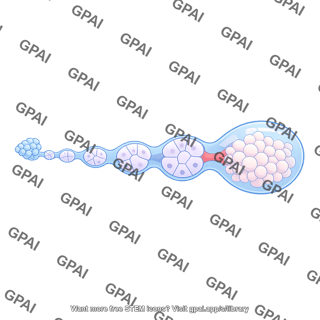 Drosophila ovariole s9
