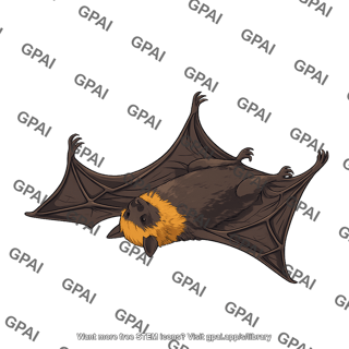 Fruit bat pteropus supine