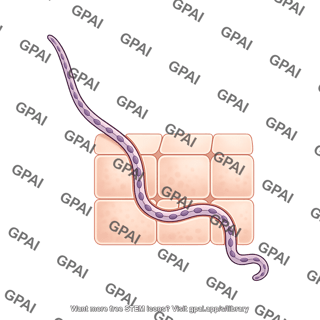 Root hair infection thread