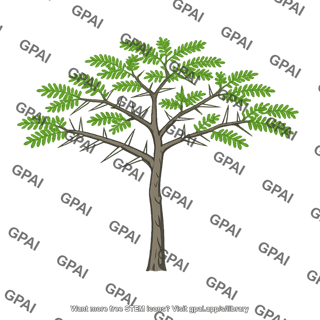Acacia