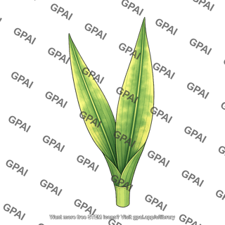 Corn leaf with magnesium deficiency