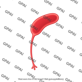 Caulobacter crescentus stalked stage