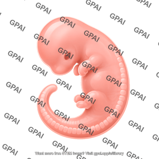Mouse embryo ts18 e10.5
