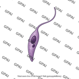 Leishmania promastigote