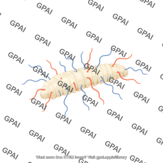 Entomogenous nematode life cycle 1. infection