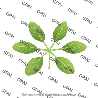 Arabidopsis rosette leaf 6