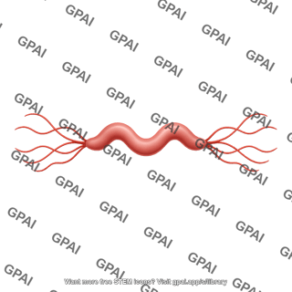 Spirillum amphilophotrichous flagellum
