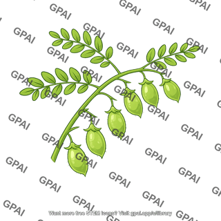 Chickpea pod