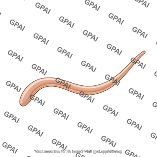 Root knot nematode adult male