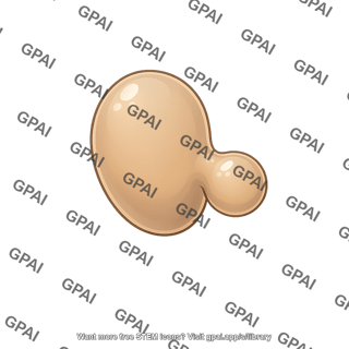 Yeast malassezia