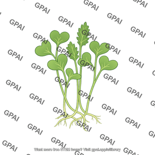 Kale sprout