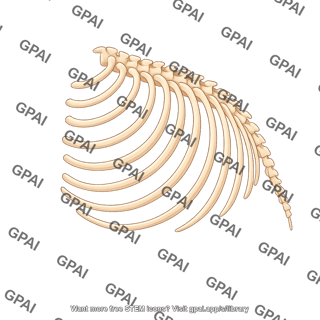 Mouse ribs lateral 695