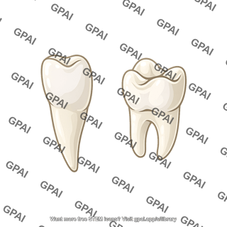 Mouse teeth molar m3