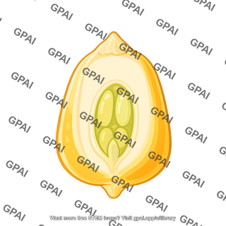 Corn seed