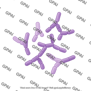 Bifidobacteria