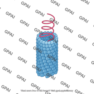 Tobacco mosaic virus