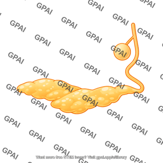 Drosophila organ fat bodies lateral