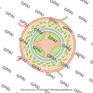Root with endophytes