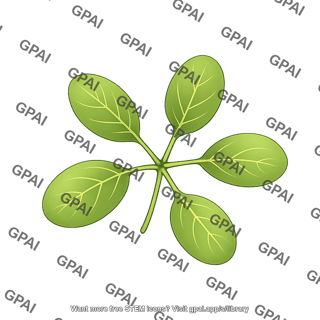 Arabidopsis rosette leaf 5