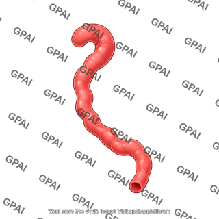 Mouse colon healthy