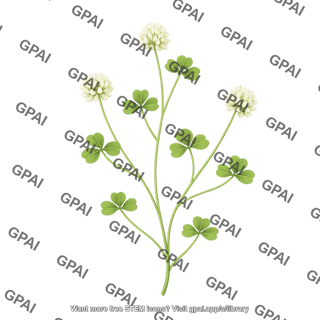 Subterranean clover 2