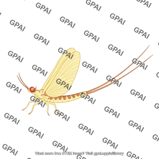 Mayfly adult hexagenia limbata male