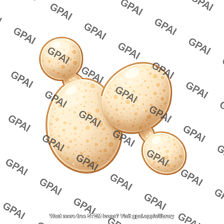 Yeast saccharomyces 2 budding 2