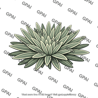 Paramo rosette plant