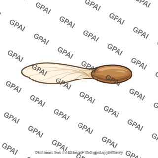 Pine seed