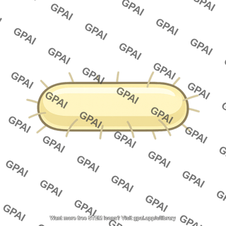 Rod shaped bacterium
