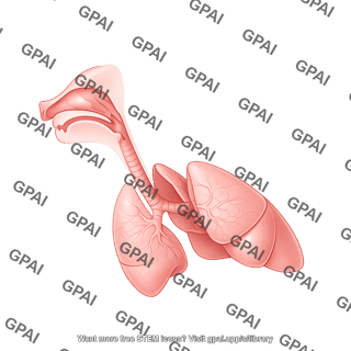Pig respiratory system lateral