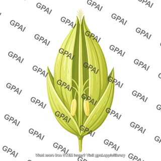 Rice floret