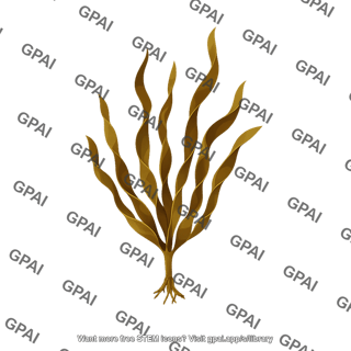 Oarweed