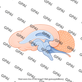 Mouse brain sagittal cut cerebral cortex hippocampus cerebellum brainstem