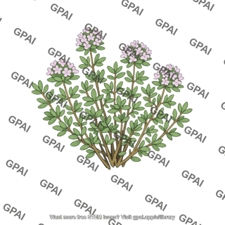 Common thyme
